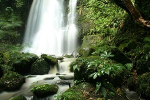 aumentare-la-memoria-con-la-natura